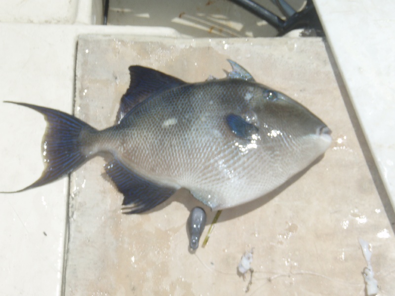 Trigger Fish!!!