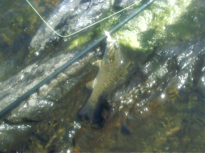 New River Smallie