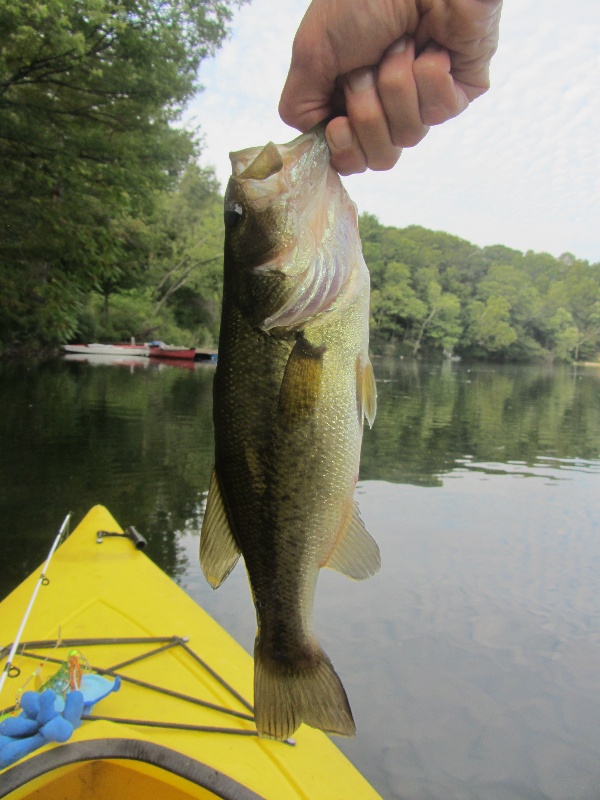 2 LM bass and a pickerel