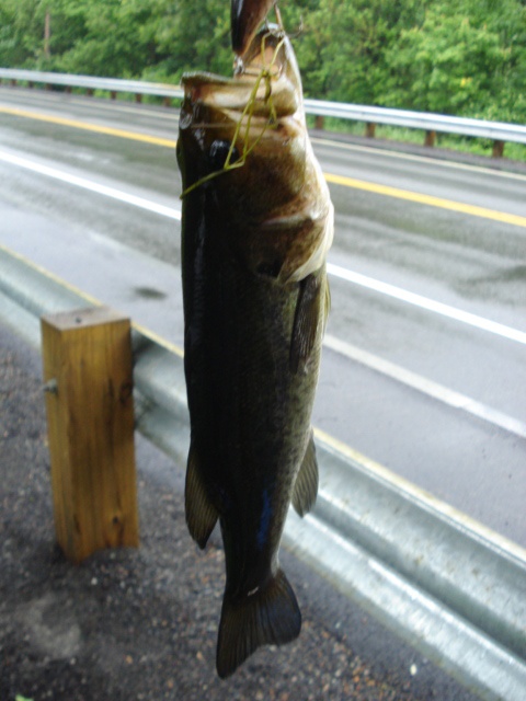 14'' Bass