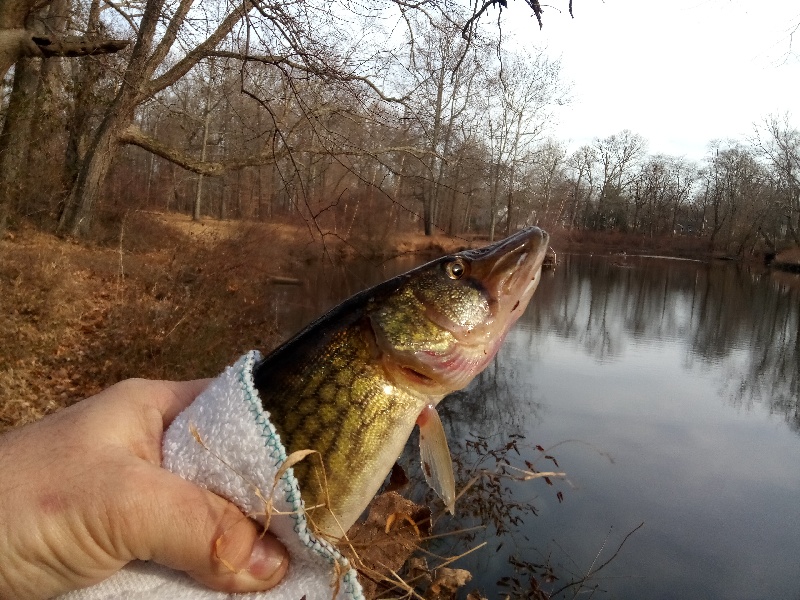 Got a nice 2 pound pikerel