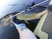 Pickerel